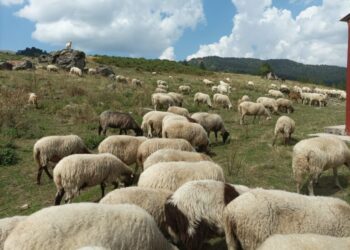 Λάρισα: Παρά την ευλογιά έβγαλαν τα πρόβατα για βοσκή και προκλήθηκε τροχαίο