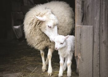 Επιβεβαίωση έξι εστιών καταρροϊκού πυρετού στα Γρεβενά