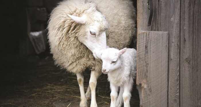 Επιβεβαίωση έξι εστιών καταρροϊκού πυρετού στα Γρεβενά