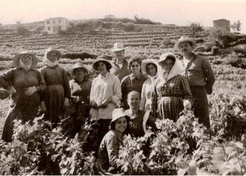 Σάμος – Τρύγος: Από το «κατσούνι» και τις «κοφίνες» του χτες, στις εξαγωγές του σήμερα