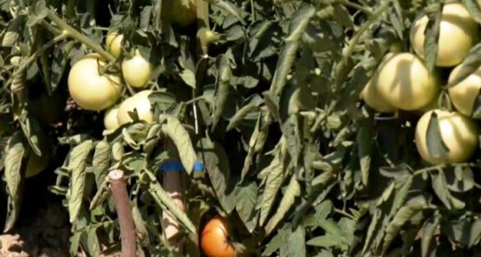 Η ντομάτα της Σπηλιάς Κισσάβου