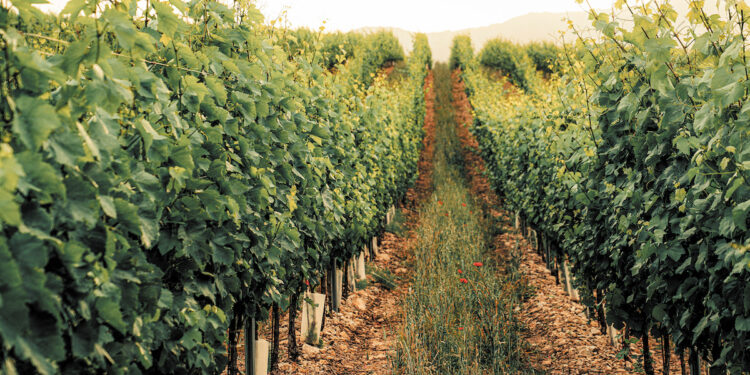 Το ΥΠΑΑΤ εγκρίνει το αίτημα τροποποίησης των προδιαγραφών του οίνου ΠΓΕ «Μακεδονία»