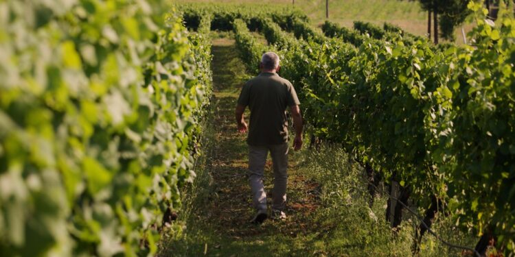 Ενώνοντας την παράδοση με το μέλλον: H νέα γενιά των Ελλήνων παραγωγών