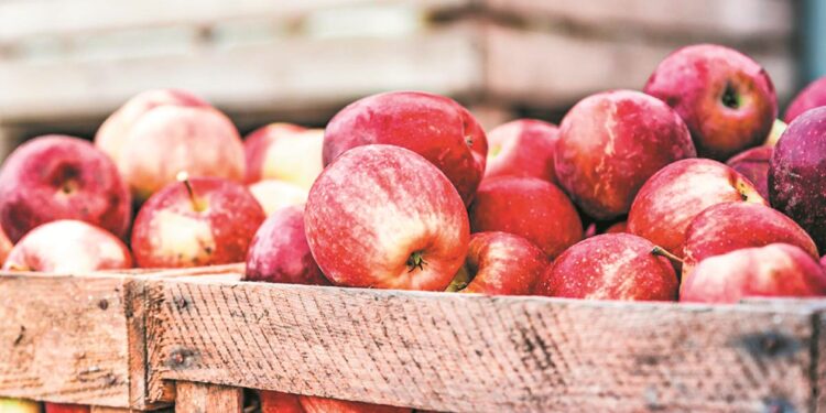 Ιταλία: Περίπου 45.000 τόνοι βιολογικών μήλων διατέθηκαν στην ευρωπαϊκή αγορά από την περιοχή Val Venosta