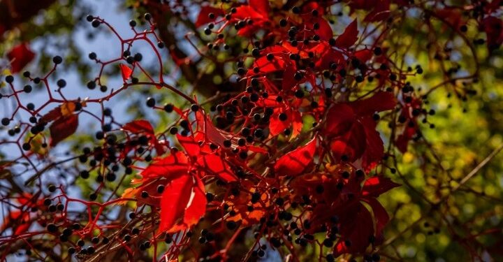 Νινγκσιά: Η “γοητευτική πρωτεύουσα λουλουδιών” της Κίνας