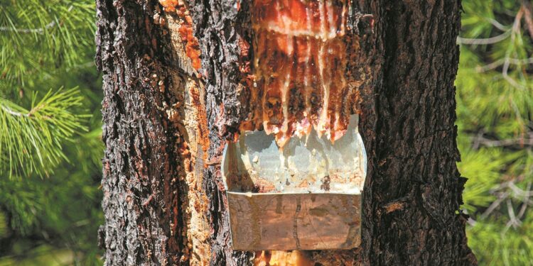 Ρετσίνα: Το «καθημερινό κρασί» των Ελλήνων κάνει δυναμικό comeback