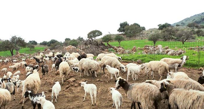 Κοζάνη: Προχωρά άμεσα η θανάτωση και ο υγειονομικός ενταφιασμός προβάτων που προσβλήθηκαν από την ευλογιά