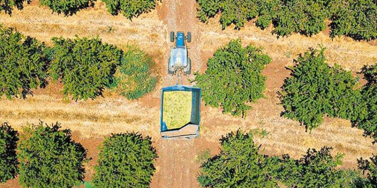 Εν αναμονή εκτιμήσεων από τον ΕΛΓΑ οι αμυγδαλοπαραγωγοί του Παγγαίου