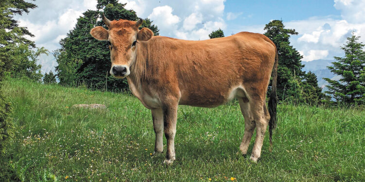 Εξώδικο εκτροφέων αυτόχθονων φυλών σε ΥΠΑΑΤ και ΟΠΕΚΕΠΕ για τις καθυστερήσεις στις πληρωμές