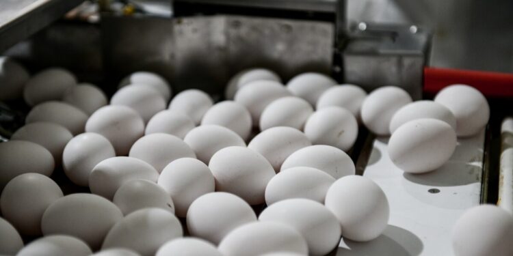 Οι επιστήμονες καθησυχάζουν για τα ελληνικά αυγά: «Τα αιώνια χημικά βρίσκονται σε όλες τις τροφές»