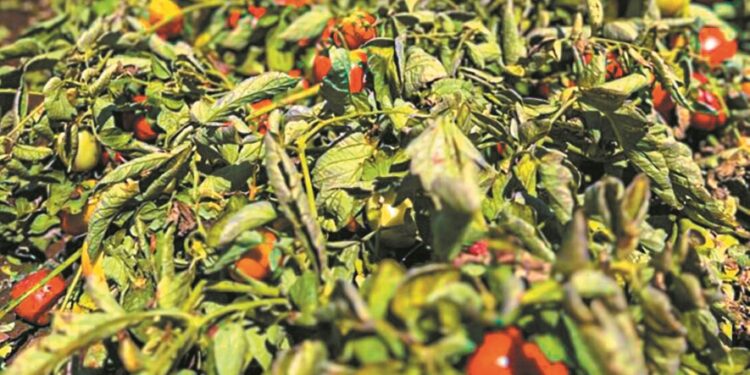 Βιομηχανική ντομάτα: Ήρθε μαζεμένη η παραγωγή, ανησυχίες για την απορρόφηση