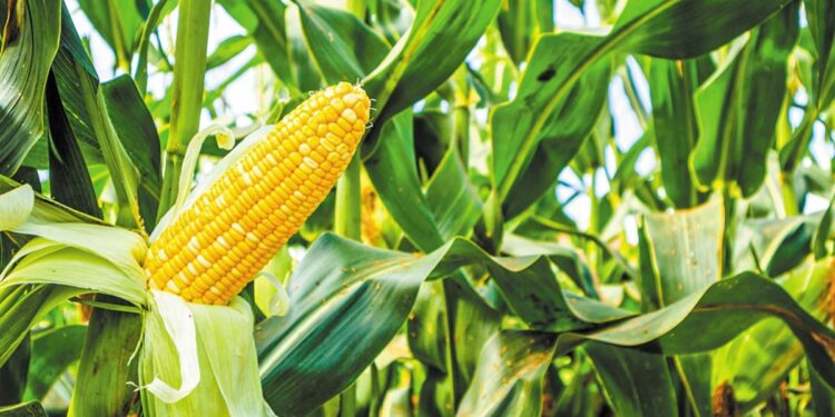 BAYER: Οι πωλήσεις των σπόρων καλαμποκιού «έσωσαν» το β΄ τρίμηνο