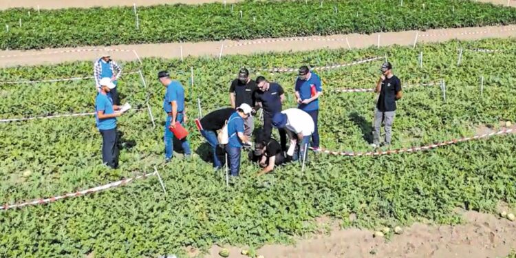 H CORTEVA σε καλλιέργεια καρπουζιού στην Ηλεία