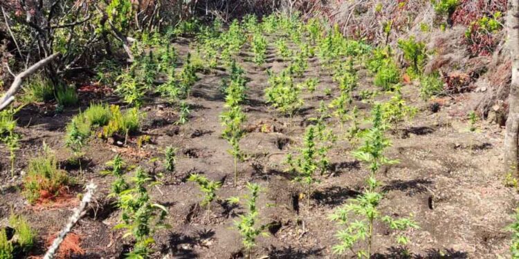Χιλιάδες δενδρύλλια χασίς στην Αιτωλοακαρνανία – Ερευνάται δίκτυο διακίνησης ναρκωτικών σε νησί των Κυκλάδων (φωτο)