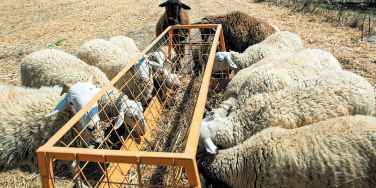 Η αδιαφορία για τα μέτρα τροφοδοτεί την εξάπλωση της ευλογιάς στην Αχαΐα