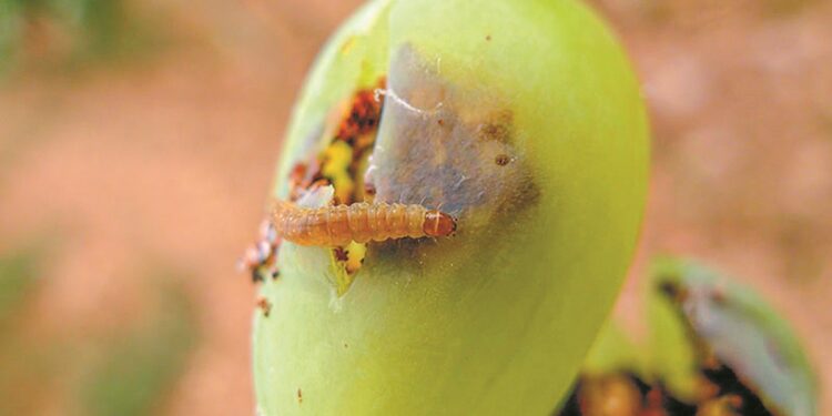 Αμπέλι: Συστάσεις για την καταστροφική δραστηριότητα εχθρών και ασθενειών