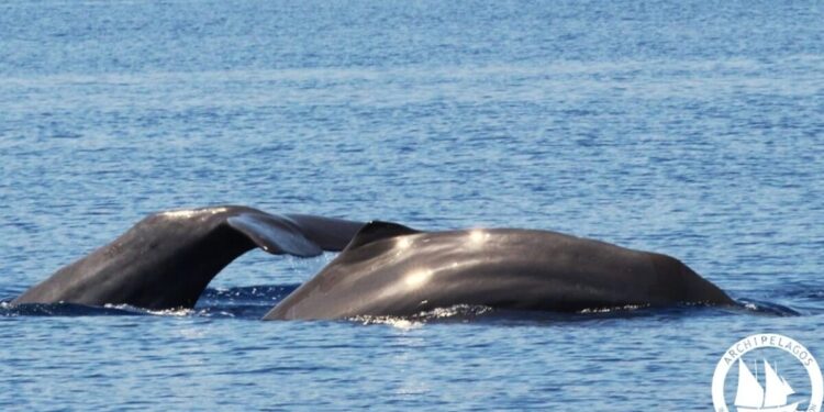Φάλαινες φυσητήρες εμφανίστηκαν στην Ικαρία: Δείτε τη μοναδική φωτογραφία από τις βουτιές τους