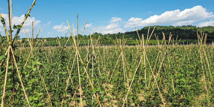 Ξερό φασόλι: Καλύτερες οι πρώιμες σπορές, «λαβωμένες» οι όψιμες καλλιέργειες