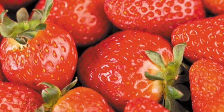 ECOSYSTEM: Τα υπολείμματα από την καλλιέργεια φράουλας μετατρέπονται σε βιοδιασπώμενες συσκευασίες