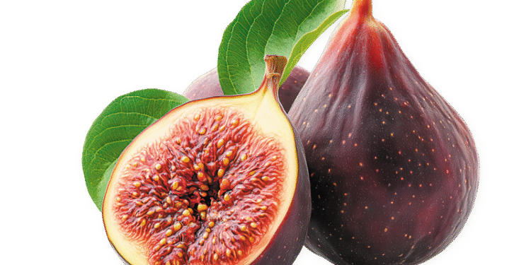 Σύκο: Καλύτερη η φετινή παραγωγή, μεγάλος αντίπαλος οι βροχοπτώσεις