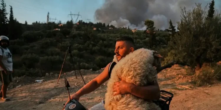 Ποιος είναι ο 33χρονος Ολσιέν Μουτσομπέγκα που διέσωσε πρόβατο από τη φωτιά στην Αχαΐα – «Είμαι τρελάκιας με τα ζώα»