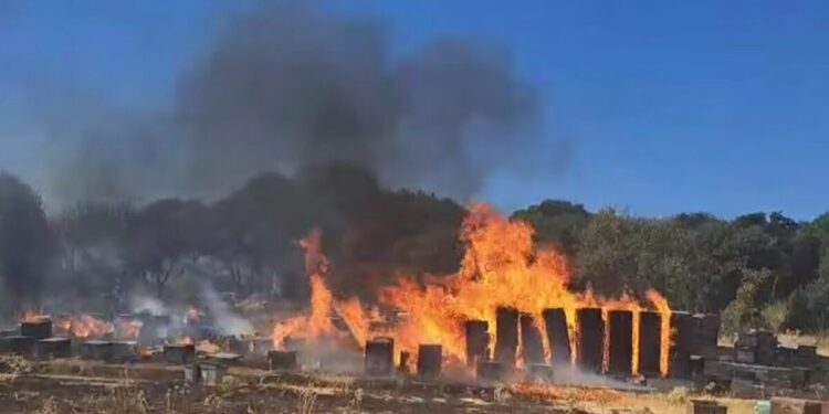 Φωτιά στη Θεσσαλονίκη: Από μελίσσια ξεκίνησε η πυρκαγιά στον Χορτιάτη – Δείτε βίντεο