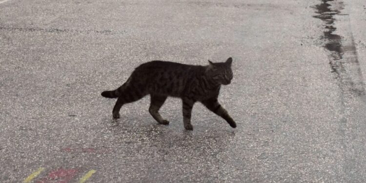 Λάρισα: Κλώτσησε γάτο και τον σκότωσε