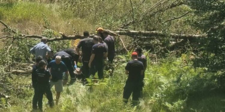 Ιωάννινα: Σε σοβαρή κατάσταση ξυλοκόπος που καταπλακώθηκε από δέντρο στην Χρυσοβίτσα