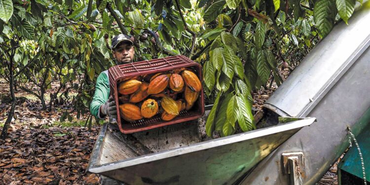 Οι τιμές του κακάο οδηγούν σε άνοδο το εμπόριο αγροδιατροφικών προϊόντων της ΕΕ