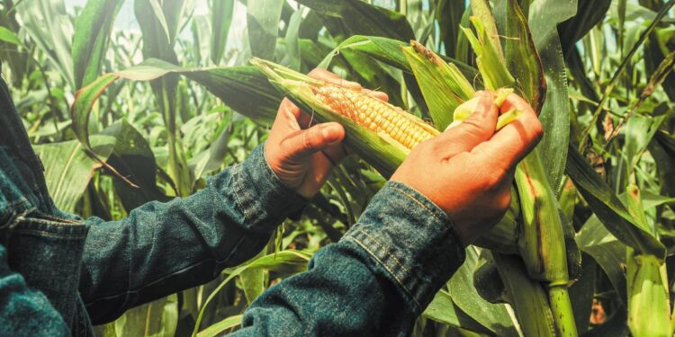 Κεντρική Μακεδονία: Καλλιέργεια υπό πίεση το καλαμπόκι στο Κιλκίς