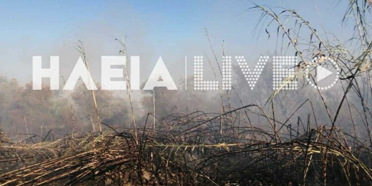 Ηλεία: Φωτιά με δύο ενεργές εστίες στην περιοχή Καλύβια – Επιχειρούν 42 πυροσβέστες με 17 οχήματα