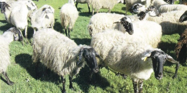 Η Περιφέρεια Θεσσαλίας θέτει υπό την προστασία της το καραγκούνικο αιγοπρόβατο