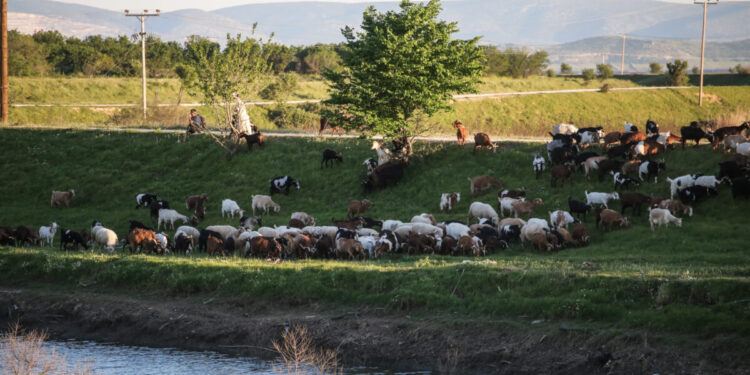 Στήριξη 63 εκατ. ευρώ στους κτηνοτρόφους λόγω εγκλεισμού και ζωονόσων, έως 14 ευρώ ανά ζώο