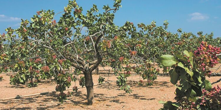 Κελυφωτό φιστίκι: Μεγάλο το ενδιαφέρον από την αγορά, μικρές οι προσδοκίες από την παραγωγή