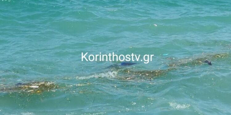 Κόρινθος: Οδηγός έπεσε με το αυτοκίνητό του στη θάλασσα – Ανασύρθηκε χωρίς τις αισθήσεις του, τραυματίστηκε αστυνομικός