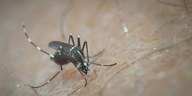 Ιός Δυτικού Νείλου: 9 τα νέα κρούσματα την τελευταία εβδομάδα – Σε ποιες περιοχές εντοπίζονται
