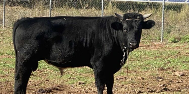 Συναγερμός για βακτήριο άνθρακα σε βοοειδή στη Μεσσηνία