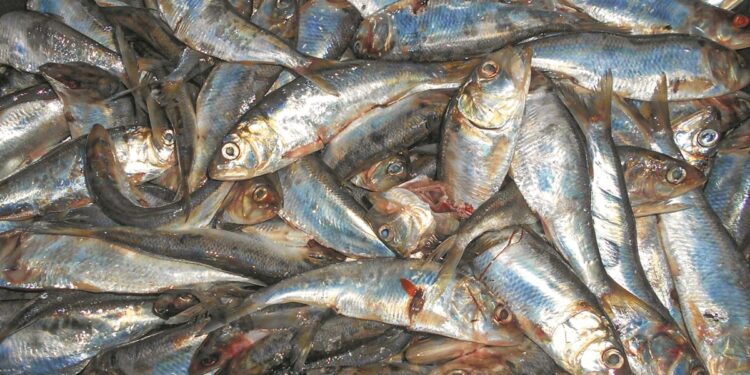 Λιπαριά, το σπάνιο μικρό ψάρι της λίμνης Βόλβης