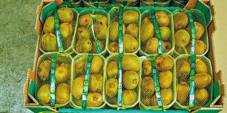 Ανατολική Μακεδονία – Θράκη: Πρόβλεψη για ελκυστικές τιμές στο ελληνικό ακτινίδιο, με εγγυητές τους συνεταιρισμούς