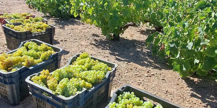 Τρύγος Μοσχάτου Σάμου 2025: Μια ζωντανή παράδοση