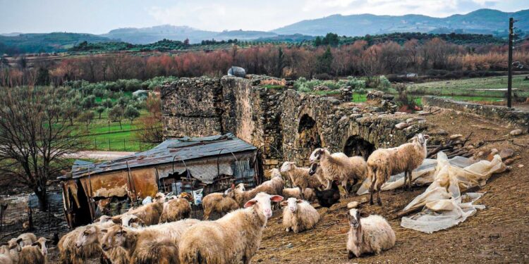 Ευλογιά αιγοπροβάτων: «Όχι» στον εμβολιασμό των ζώων λέει το ΥΠΑΑΤ