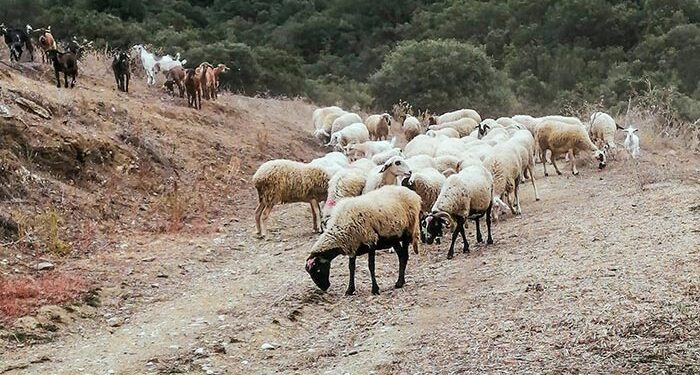 B. Κόκκαλης για ευλογιά: Σε απόλυτη εγκατάλειψη οι κτηνοτρόφοι