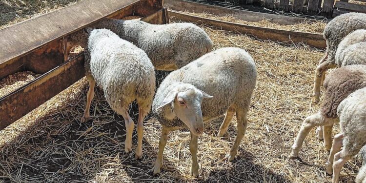 «Όμηροι» ευλογιάς και λανθασμένων χειρισμών της πολιτείας οι κτηνοτρόφοι