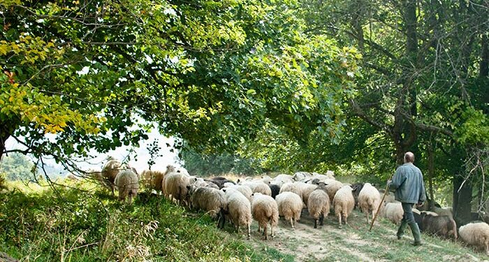 Παράπονα από τους κτηνοτρόφους της Θράκης για τις αποζημιώσεις