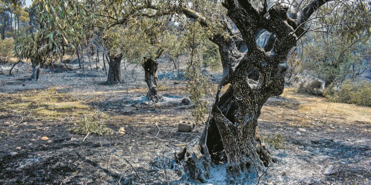 Ανυπολόγιστες οι ζημιές στον αγροτικό τομέα της Δυτικής Ελλάδας από τις πυρκαγιές