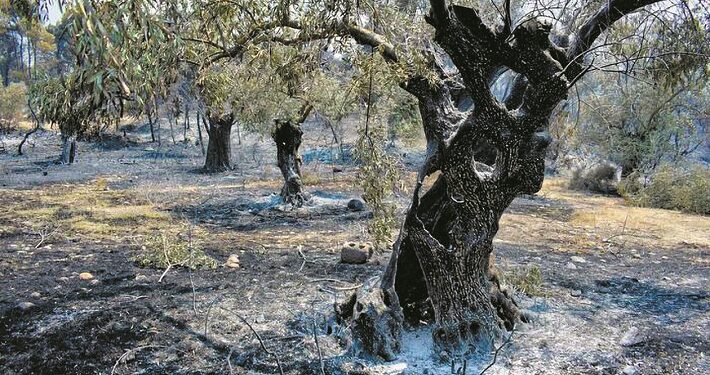 Δεν απαιτείται η καταβολή των τελών εκτίμησης από τους πληγέντες παραγωγούς