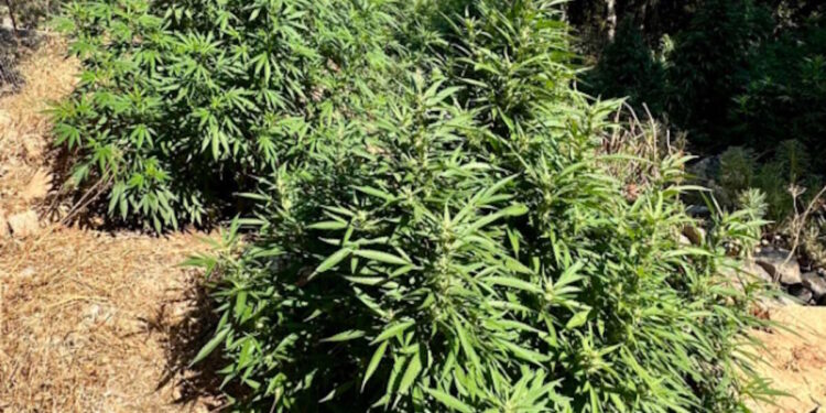 Ρέθυμνο: 47χρονος συνελήφθη για δενδρύλλια κάνναβης και χειροβομβίδες –   Φωτογραφίες από τα παράνομα ευρήματα