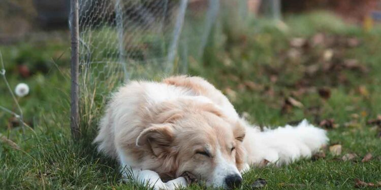 Βόνιτσα: Είχαν δέσει στην αυλή του σπιτιού τους και παραμελούσαν σκύλο – Συνελήφθησαν δύο άτομα