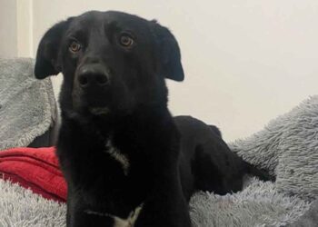 Εξαφανίστηκε σκύλος στο Αγρίνιο κοντά στο νέο νοσοκομείο