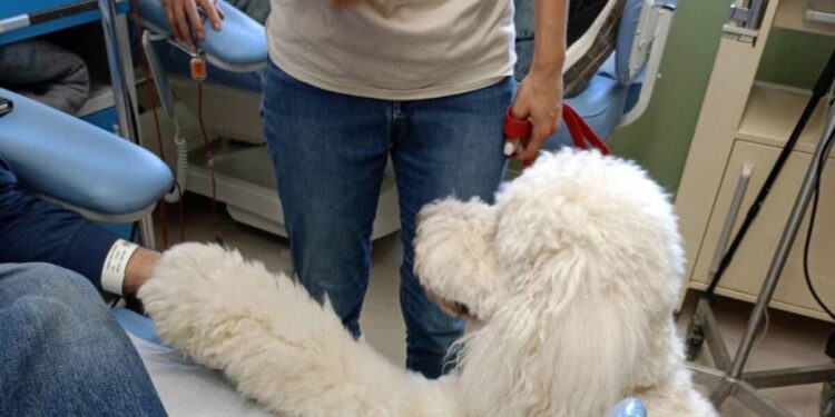 Νοσοκομείο «Μεταξά»: Σκύλοι κρατούν συντροφιά σε ασθενείς κατά τη διάρκεια χημειοθεραπείας